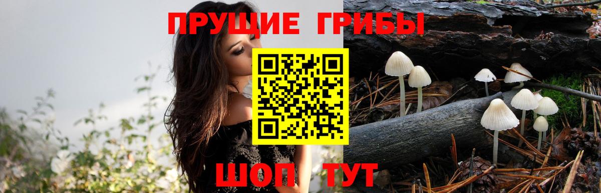 Псилоцибиновые грибы Psilocybine cubensis  Вход с VPN  Светлоград 